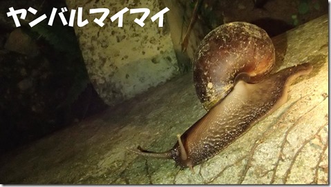 20140725005ヤンバルマイマイ