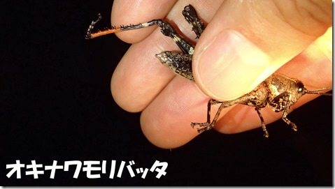 20140725007オキナワモリバッタ