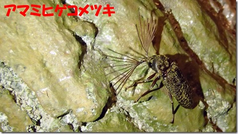 20140725010アマミヒゲコメツキ