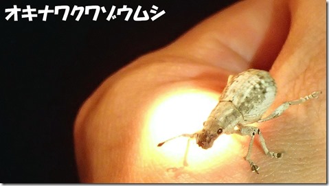 20140725017オキナワクワゾウムシ