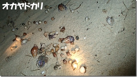 20140725021オカヤドカリ放す