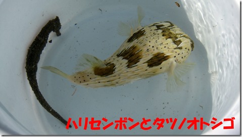 IMG_0523ハリタツ１