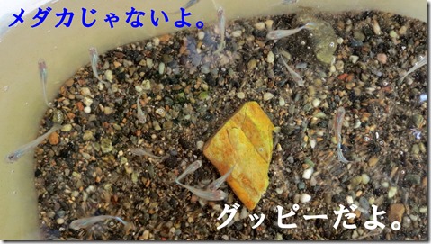 IMG_2091グッピー