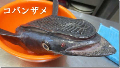コバンザメ