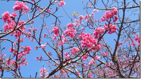 IMG_0373桜