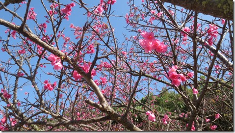 IMG_0374桜