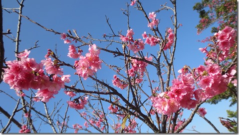 IMG_0376桜