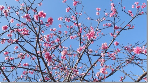 IMG_0404桜