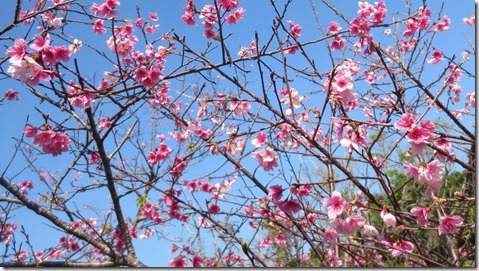IMG_0406桜